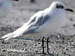 Mediterranean Gull