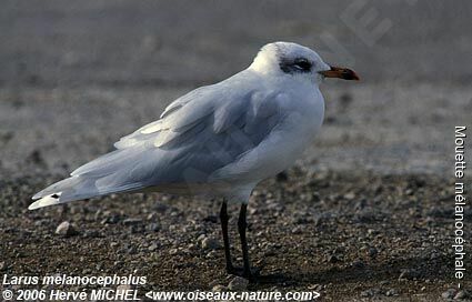 Mouette mélanocéphaleadulte internuptial