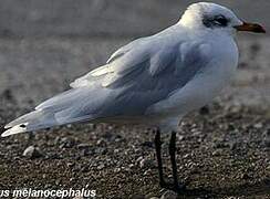 Mouette mélanocéphale