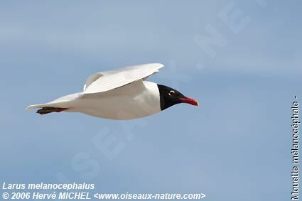 Mediterranean Gulladult breeding