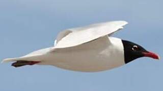 Mediterranean Gull