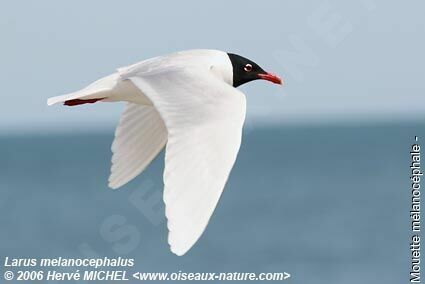 Mouette mélanocéphaleadulte nuptial