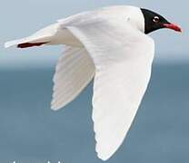 Mediterranean Gull