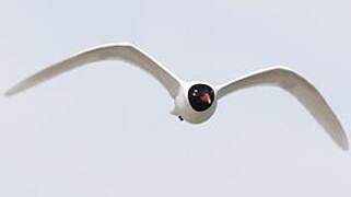 Mediterranean Gull