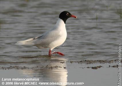 Mouette mélanocéphaleadulte nuptial