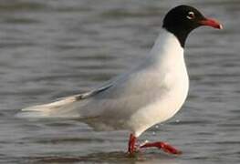 Mediterranean Gull