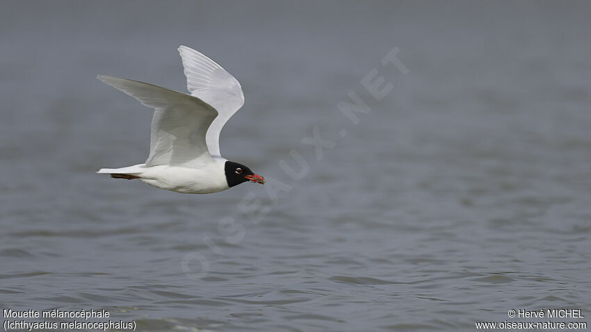 Mediterranean Gulladult breeding