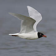 Mouette mélanocéphale