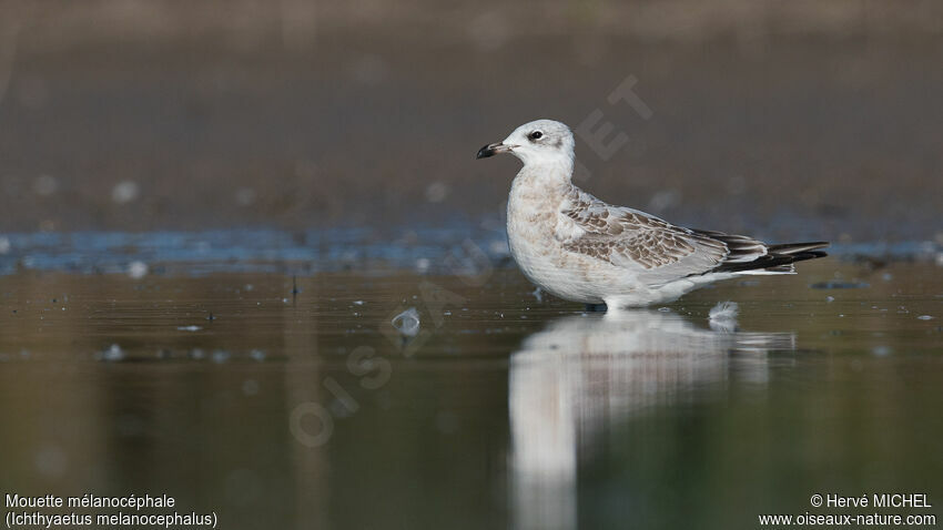 Mouette mélanocéphale1ère année