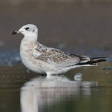 Mouette mélanocéphale