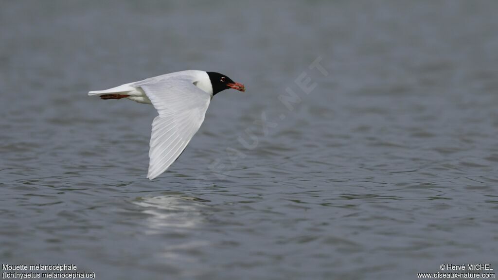 Mouette mélanocéphaleadulte nuptial