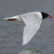 Mediterranean Gull