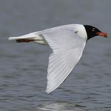 Mouette mélanocéphale