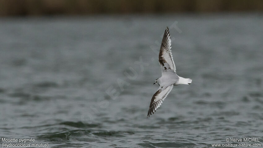 Mouette pygmée2ème année