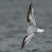 Mouette pygmée