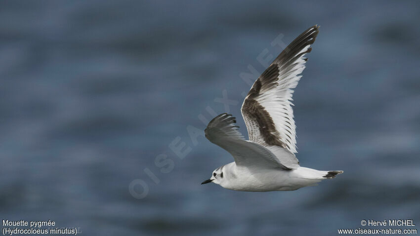 Mouette pygmée1ère année