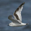 Mouette pygmée