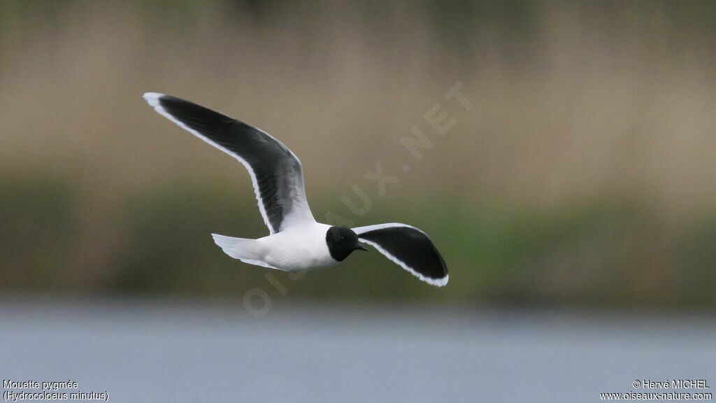 Mouette pygmée