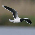 Mouette pygmée