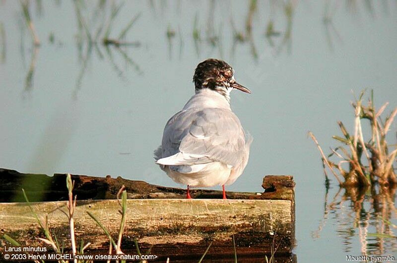 Little Gull