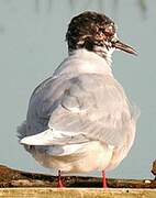 Little Gull