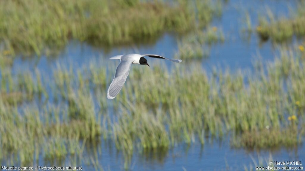 Mouette pygméeadulte nuptial