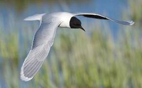 Little Gull