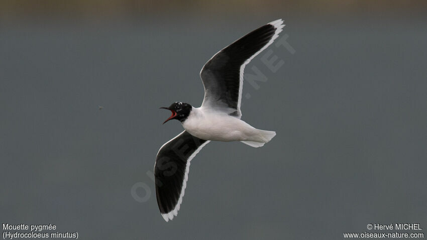 Mouette pygméeadulte nuptial