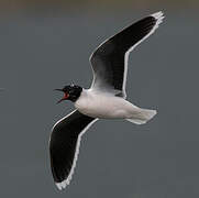 Little Gull