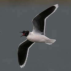 Mouette pygmée