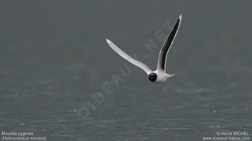 Mouette pygméeadulte nuptial