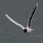 Little Gull