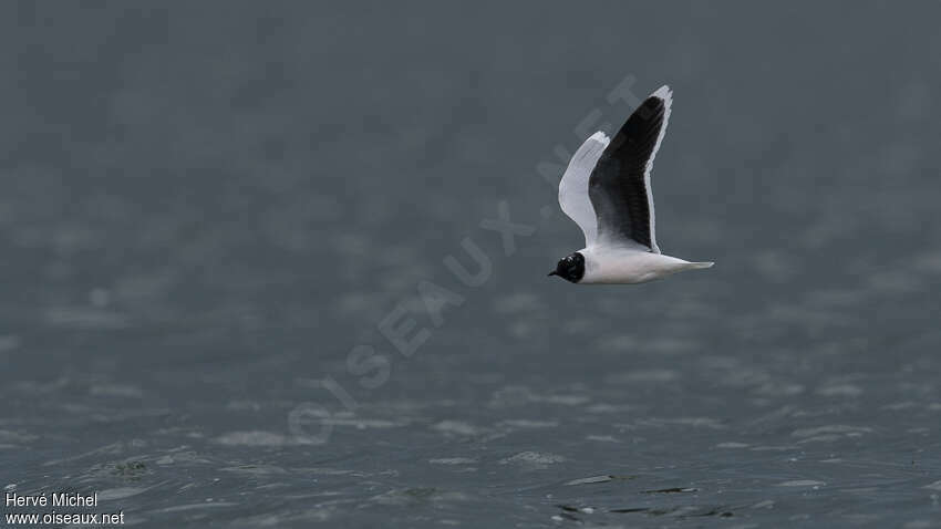 Mouette pygméeadulte nuptial