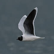 Little Gull