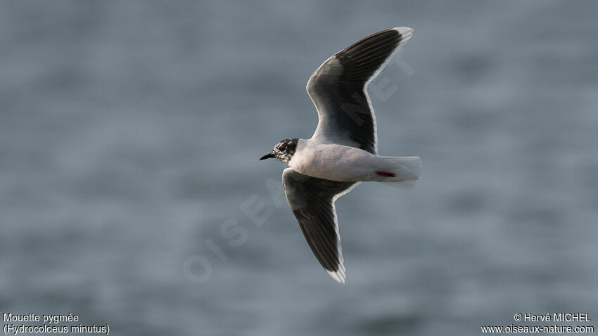 Mouette pygméeadulte transition