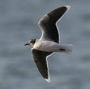 Little Gull