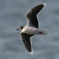 Mouette pygmée