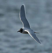 Little Gull