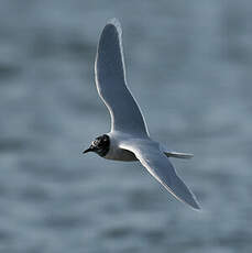 Mouette pygmée