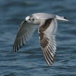 Mouette pygmée