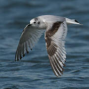 Little Gull