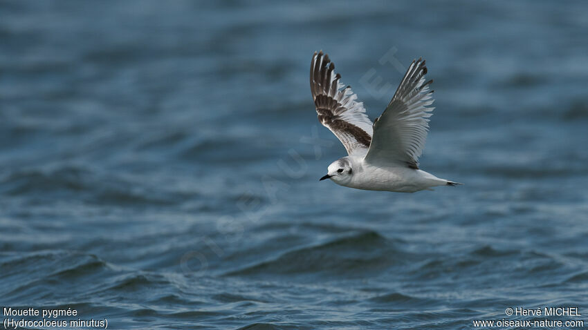 Mouette pygmée2ème année