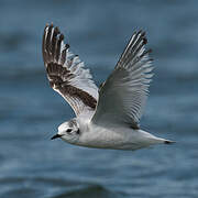 Little Gull