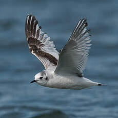 Mouette pygmée