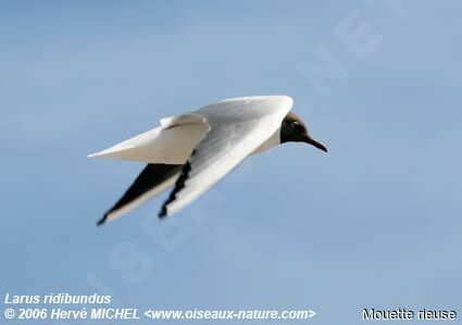 Mouette rieuseadulte nuptial