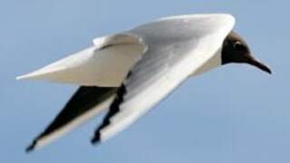 Black-headed Gull