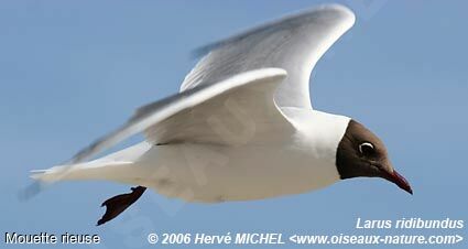 Mouette rieuseadulte nuptial