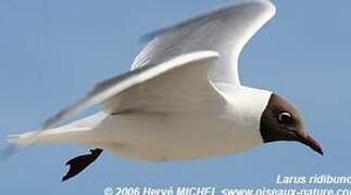 Mouette rieuse