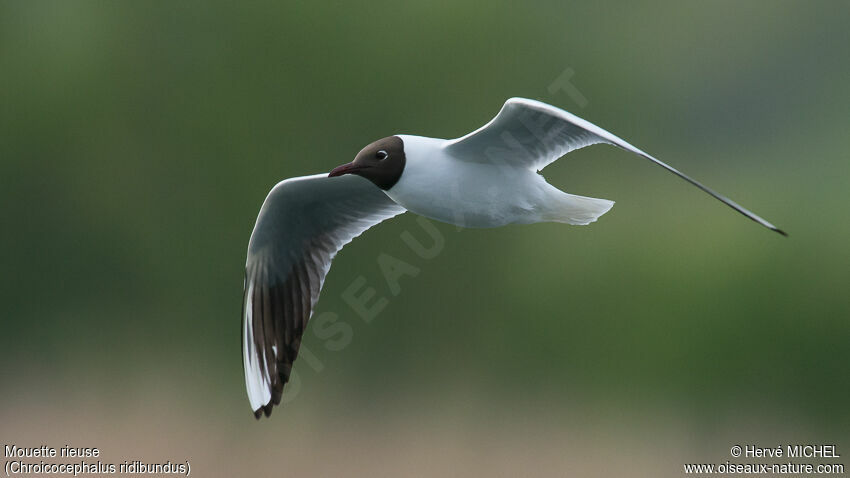 Black-headed Gulladult breeding