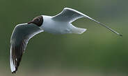 Mouette rieuse